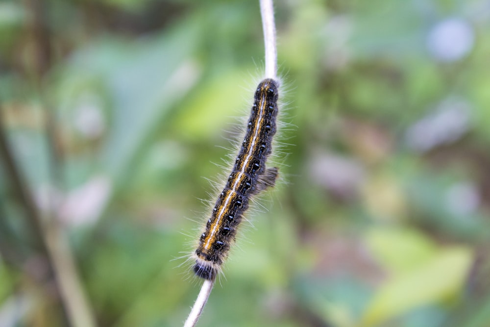 a close up of a caterpillar on a plant