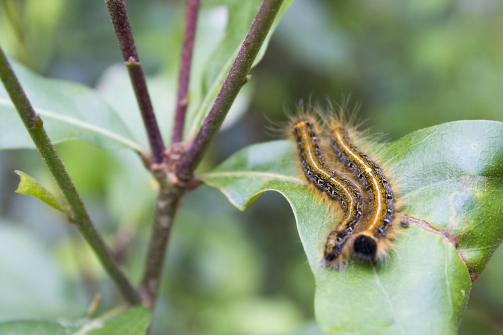 a caterpillar crawling on a green leaf