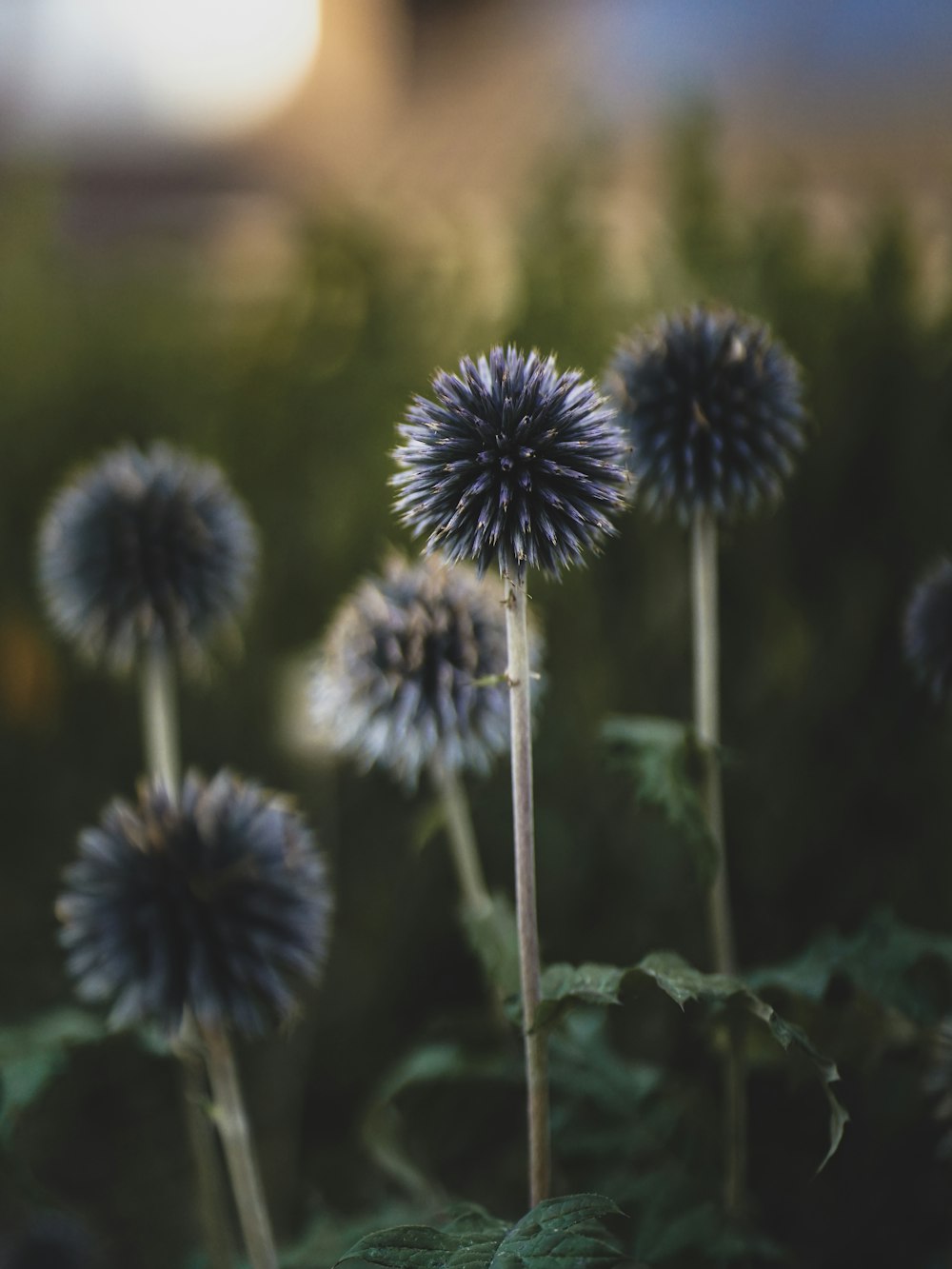 a close up of a bunch of flowers in a field