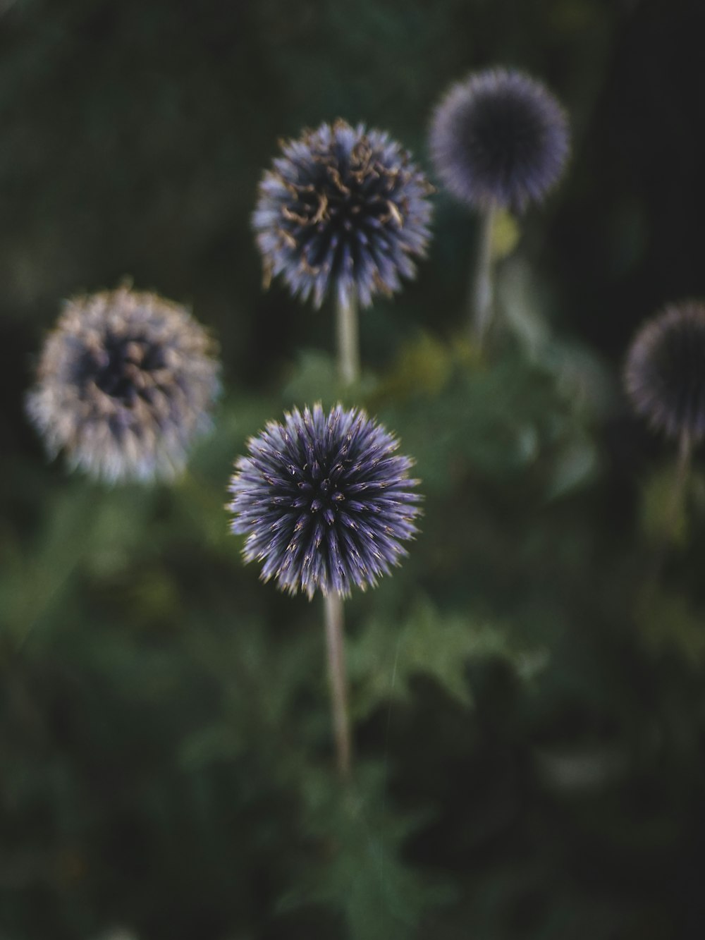 a group of purple flowers sitting on top of a lush green field