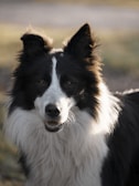 a black and white dog standing in a field