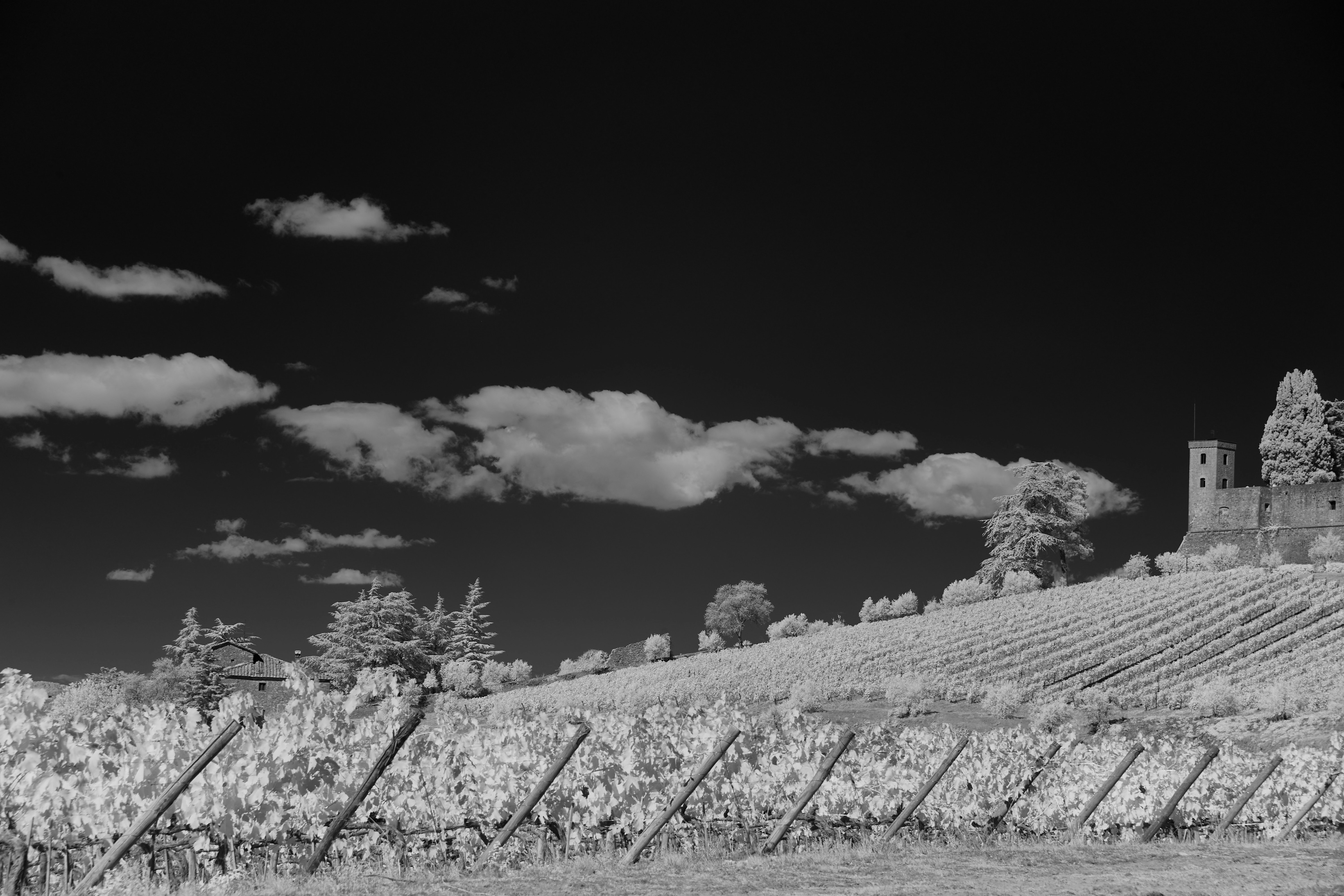 Photo by wolfgang_hasselmann