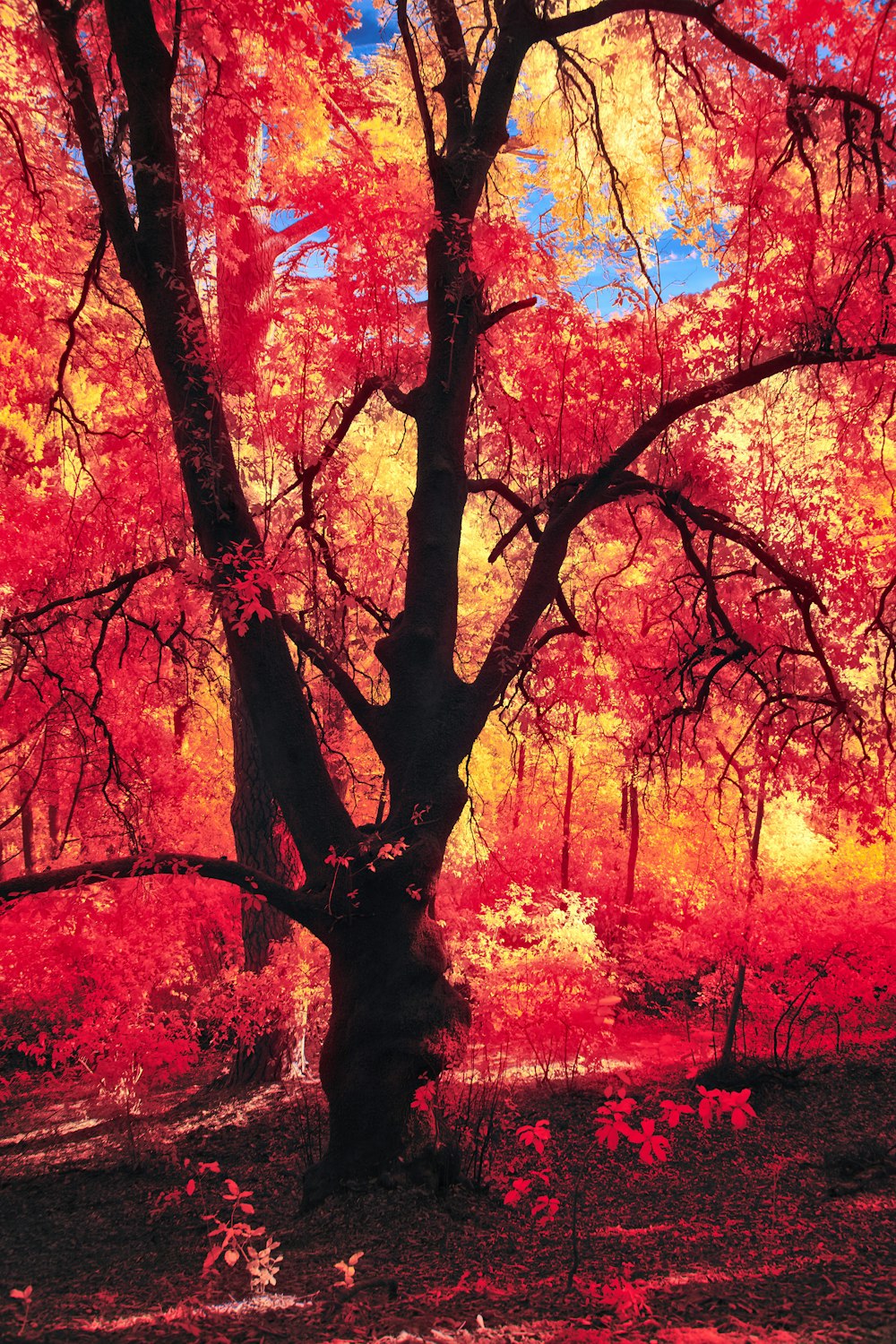 a tree with red leaves in a park