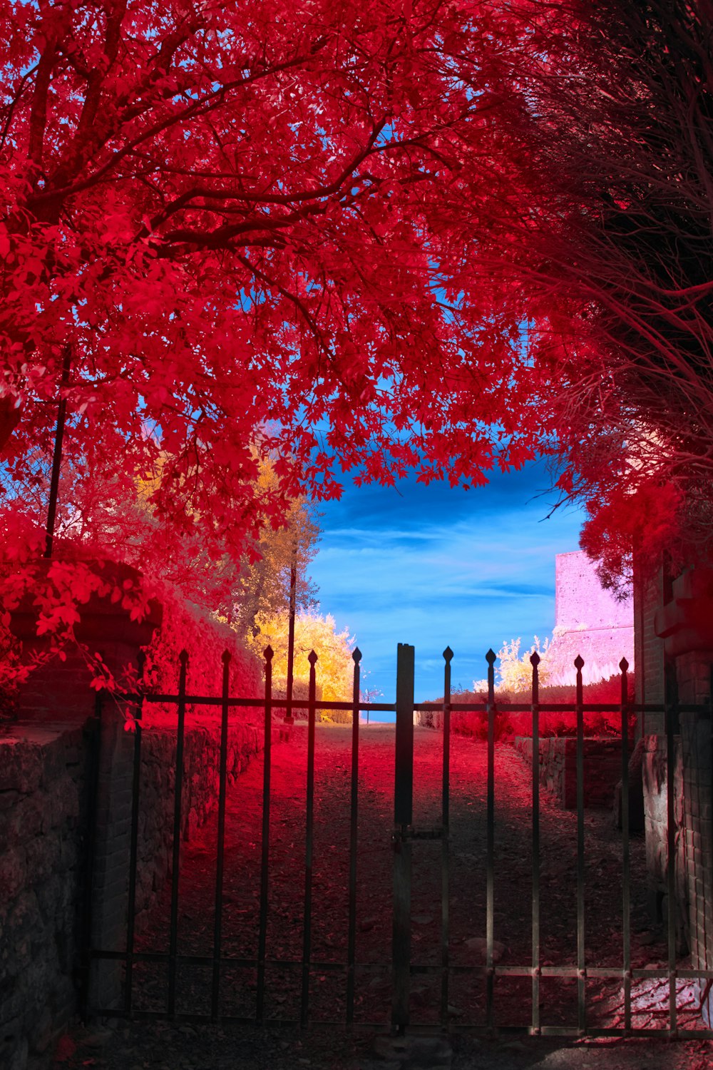 a gated in area with a red tree in the background