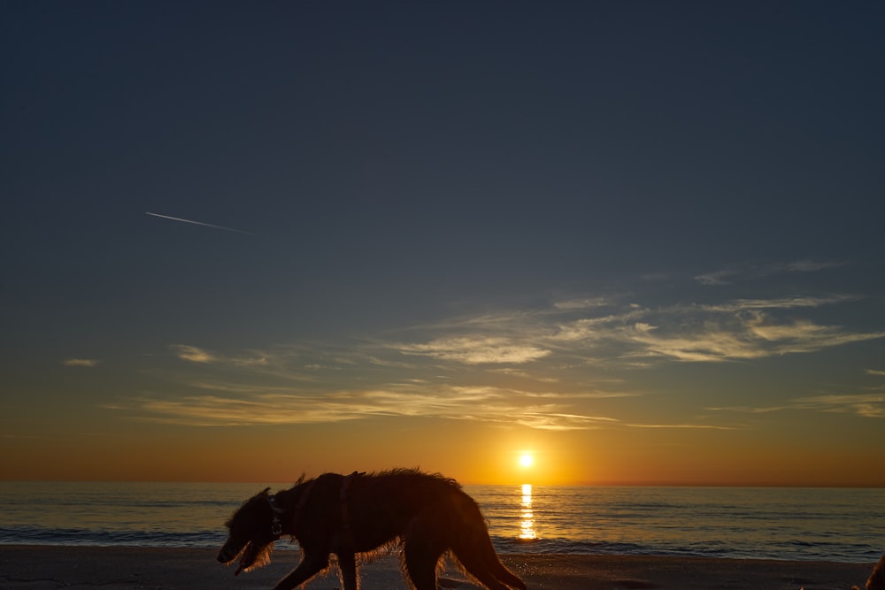 a dog is walking on the beach at sunset