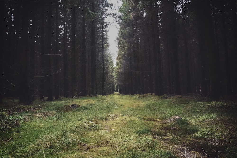 a path in the middle of a forest