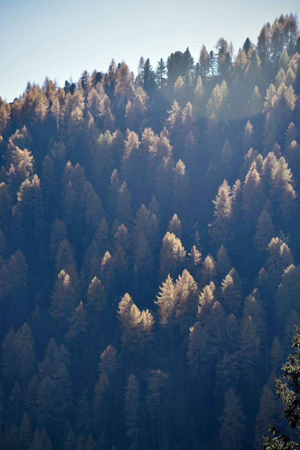 a mountain covered in lots of tall trees