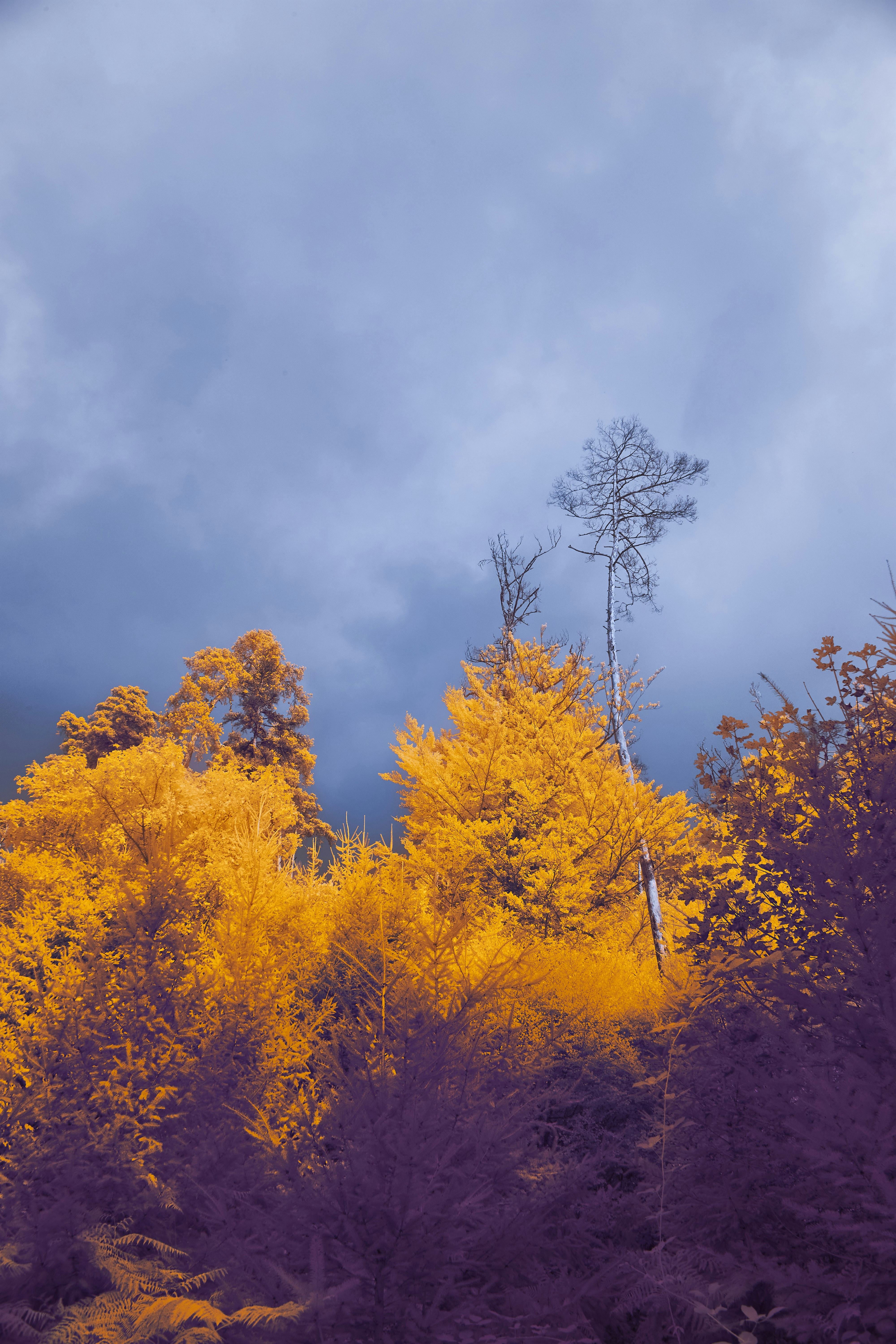 Photo by wolfgang_hasselmann