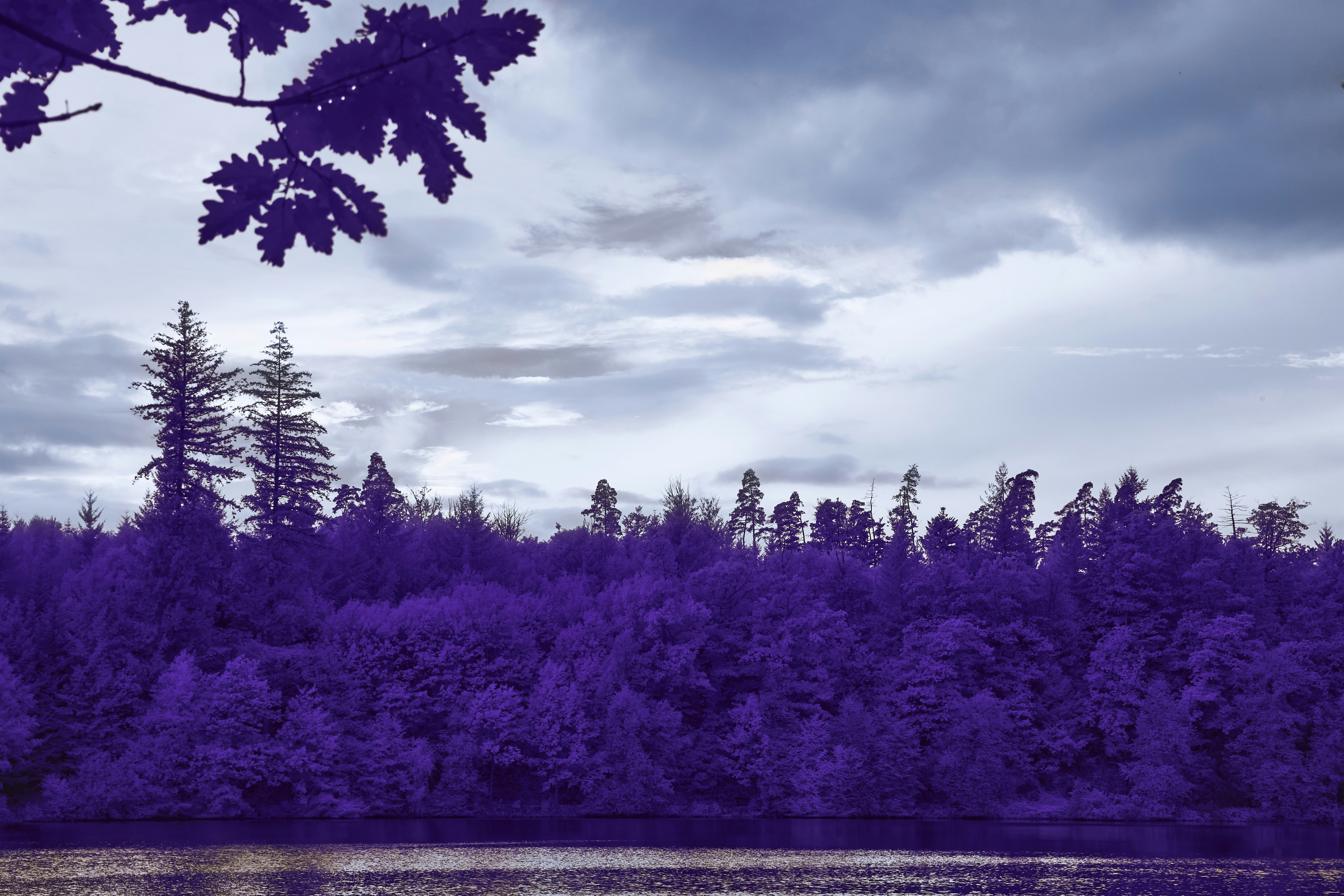 Photo by wolfgang_hasselmann