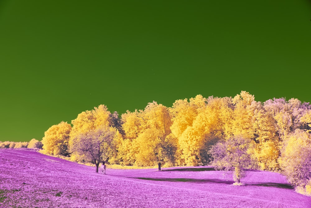 a field covered in purple and yellow trees