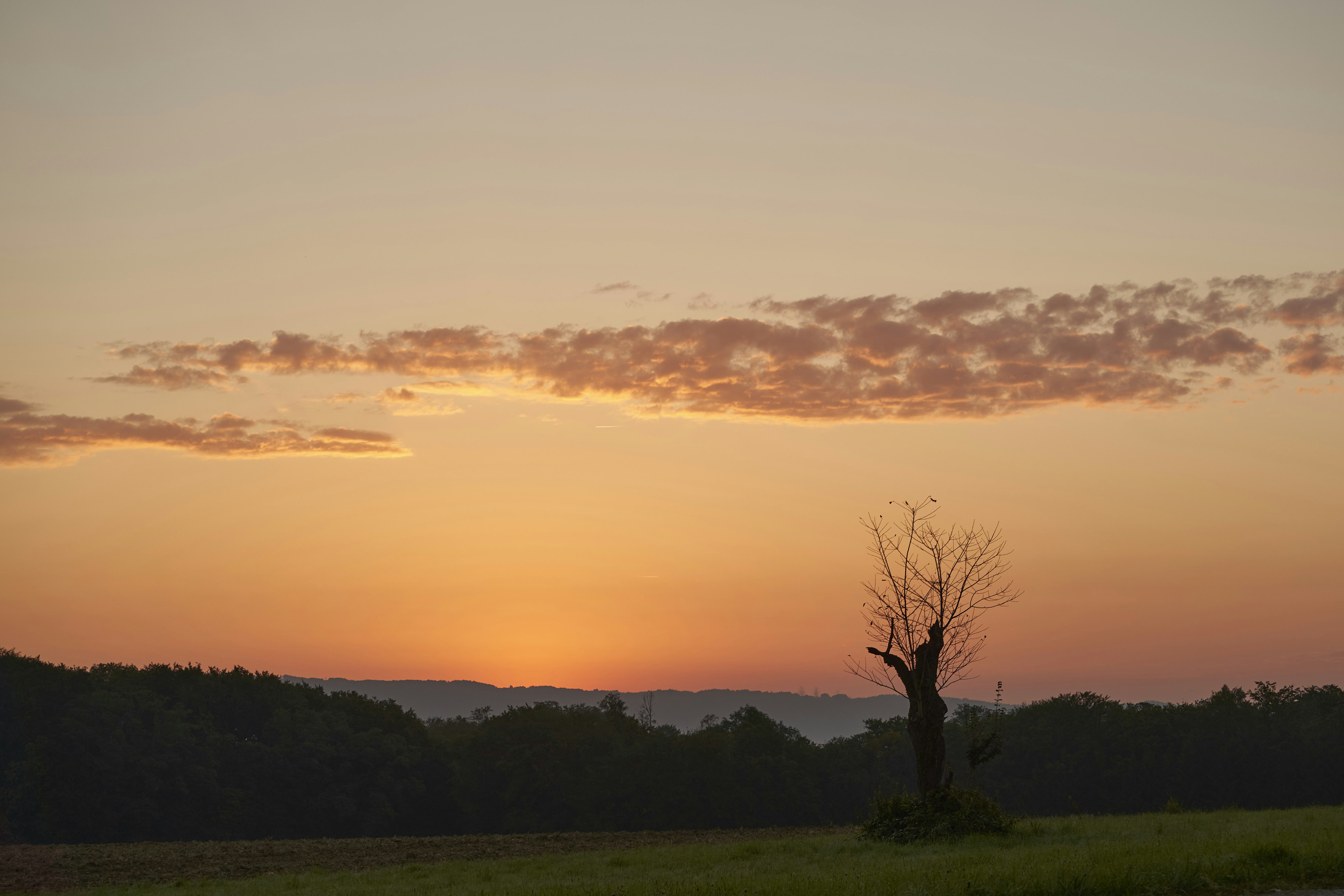 Photo by wolfgang_hasselmann