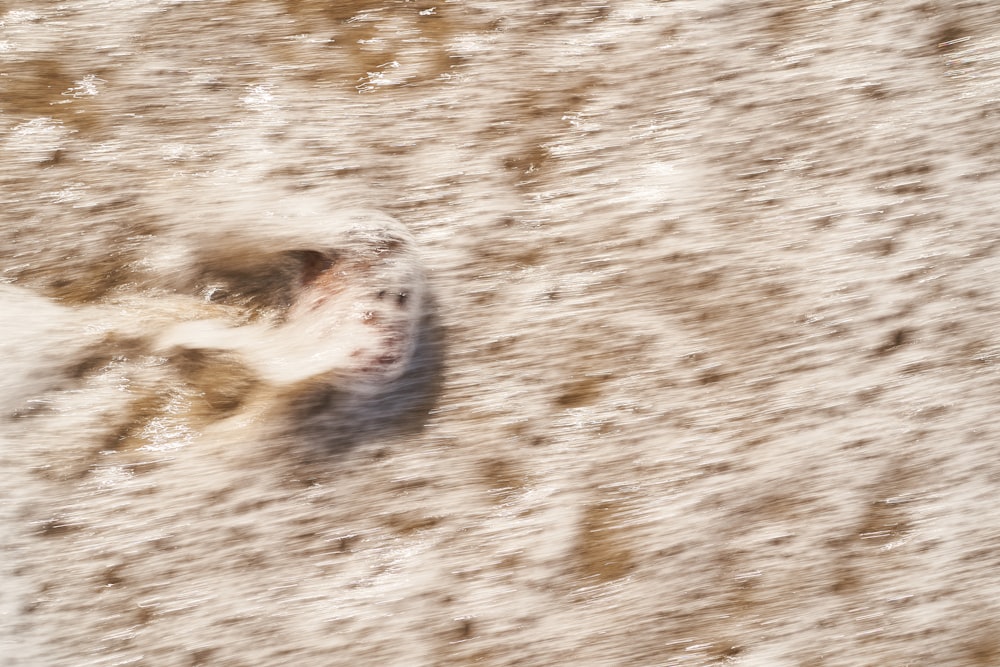 a bird's eye view of a bird's footprints in the sand