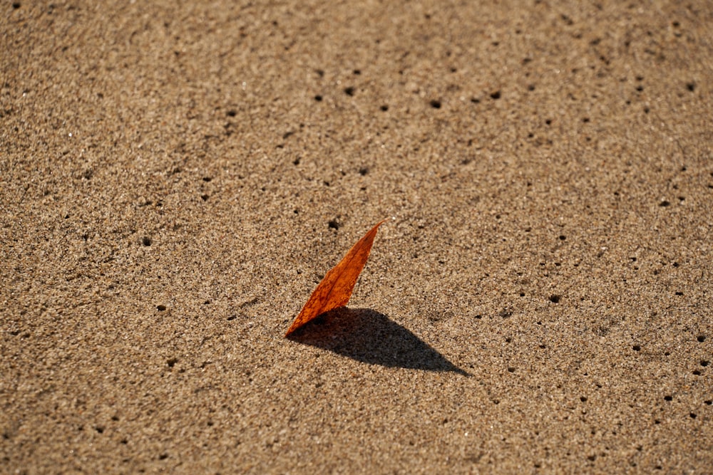 a single orange leaf on a sandy surface