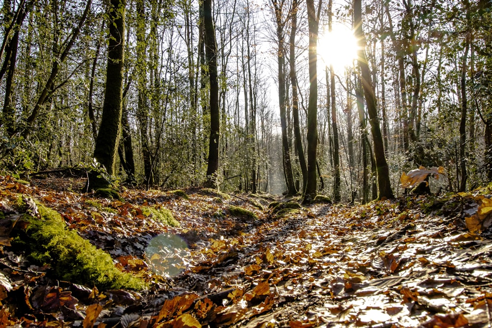 the sun is shining through the trees in the woods