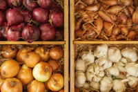 Alliums and Roots