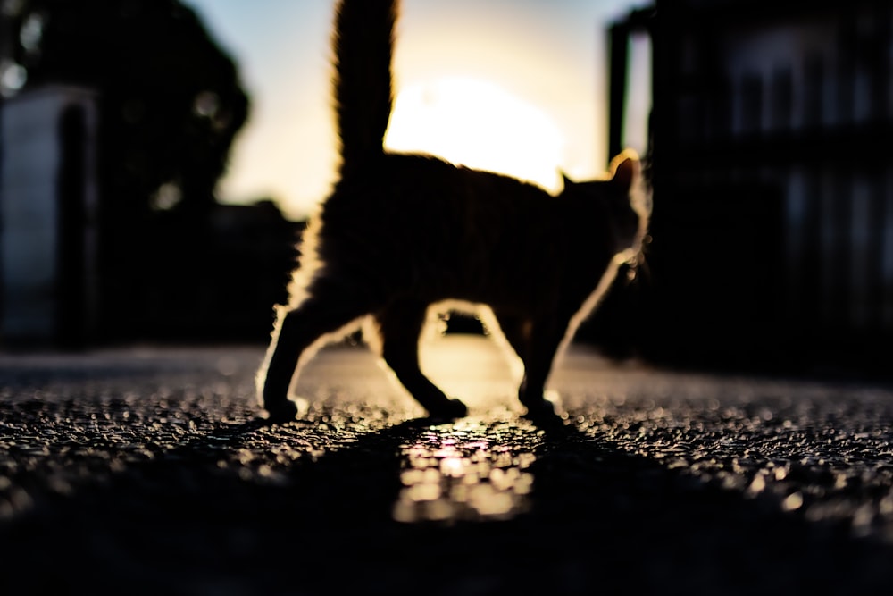 a cat walking across a street next to a building