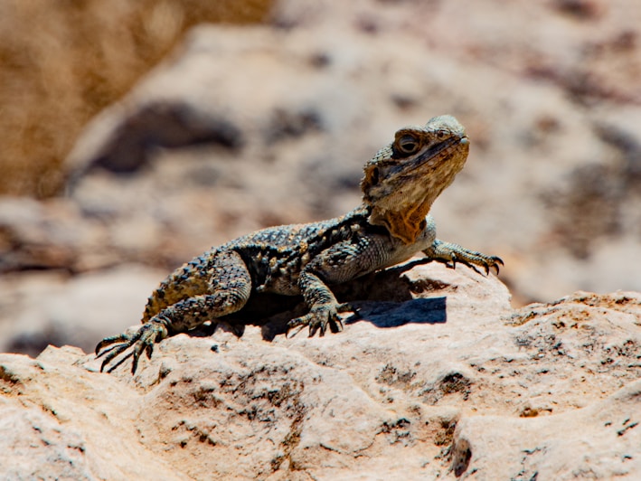 A vibrant image of various reptiles basking in the sun.