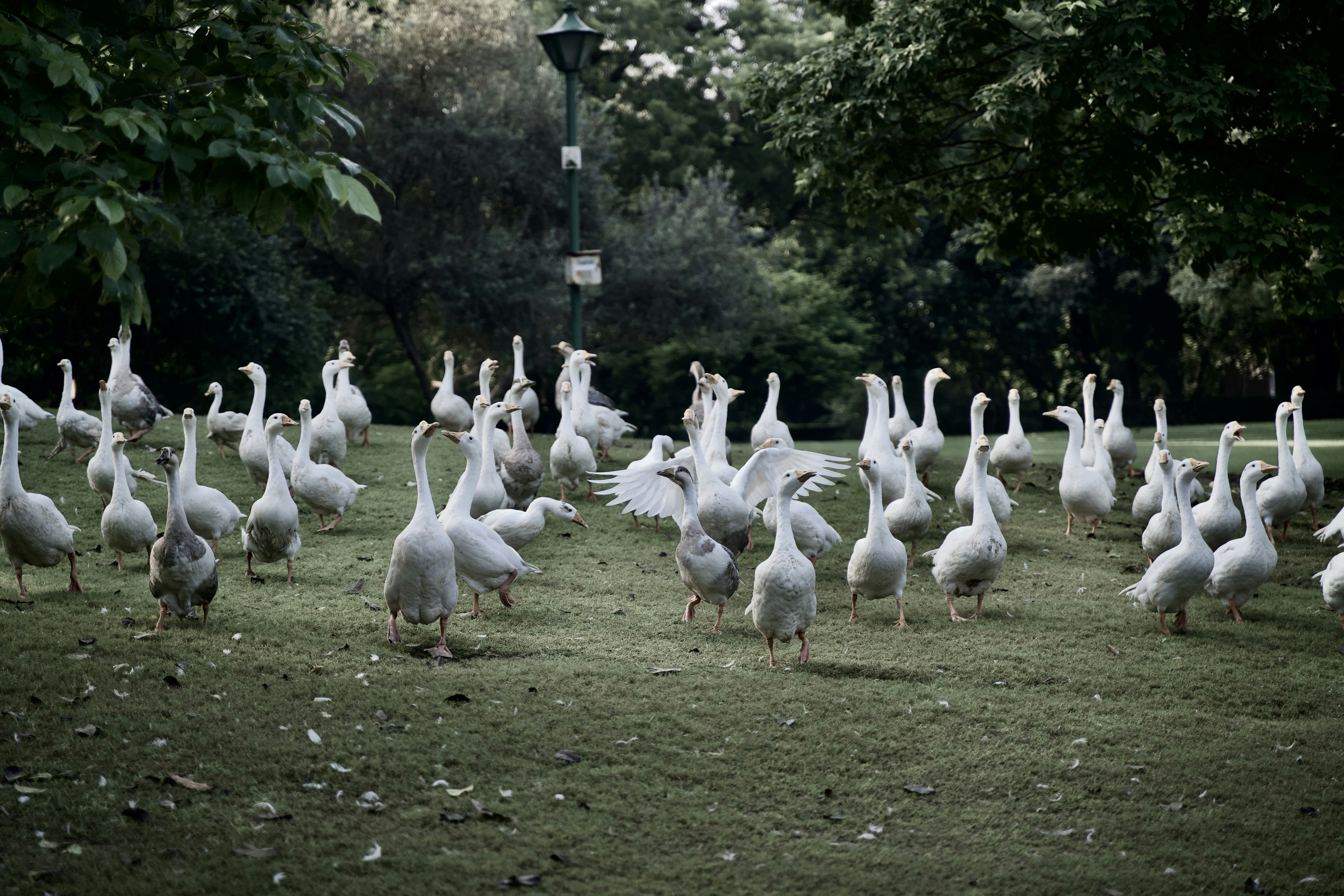 a flock of white birds standing on top of a lush green field, 
