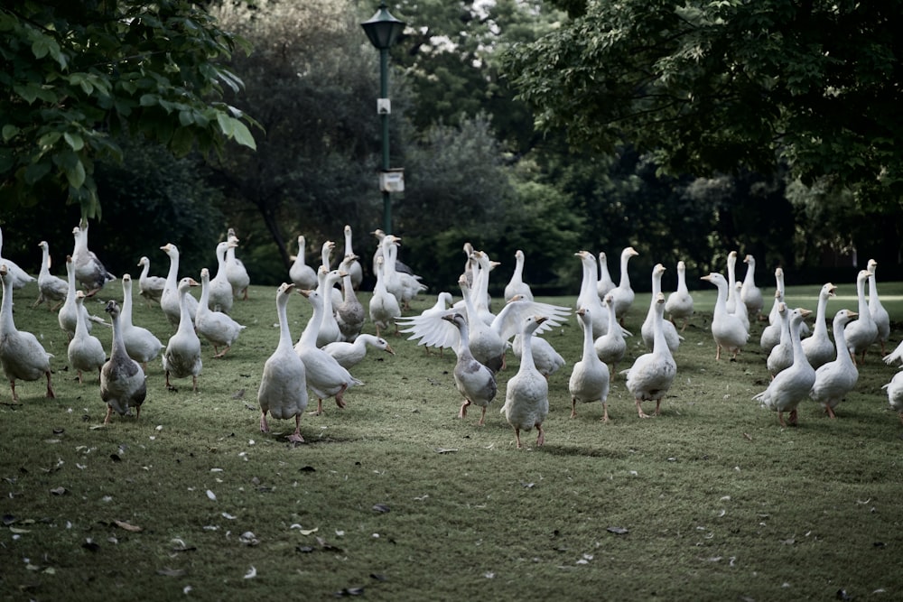 a flock of white birds standing on top of a lush green field