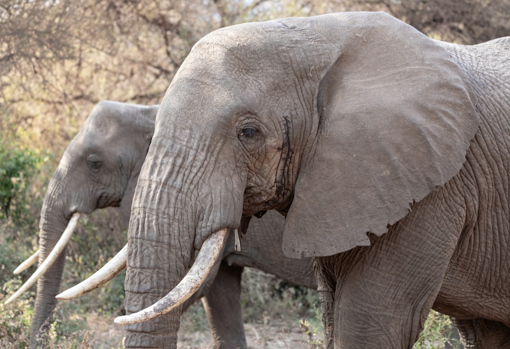 un couple d’éléphants debout l’un à côté de l’autre