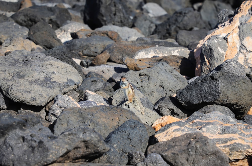 a small bird sitting on top of a pile of rocks