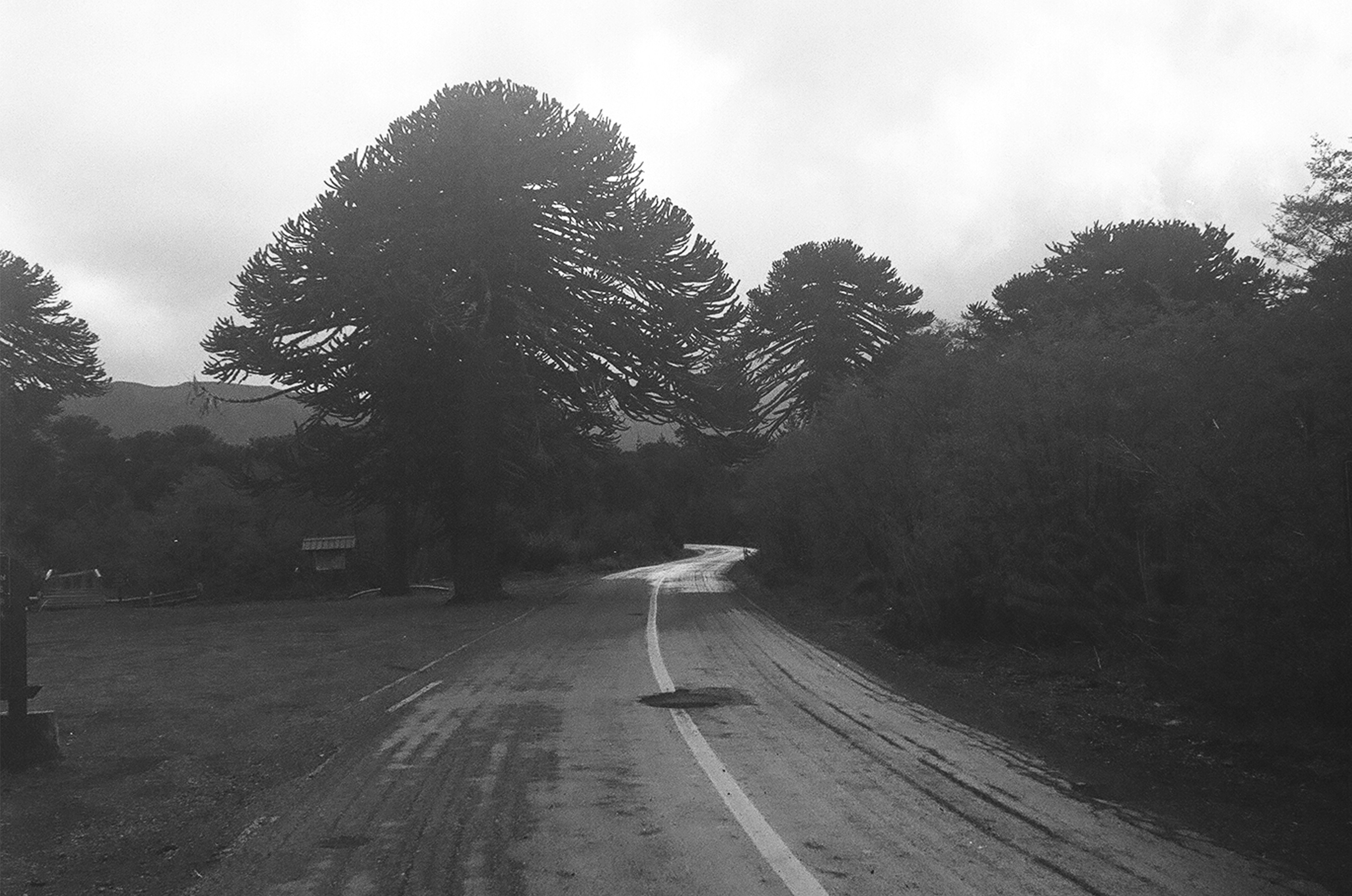 a black and white photo of a road in the woods