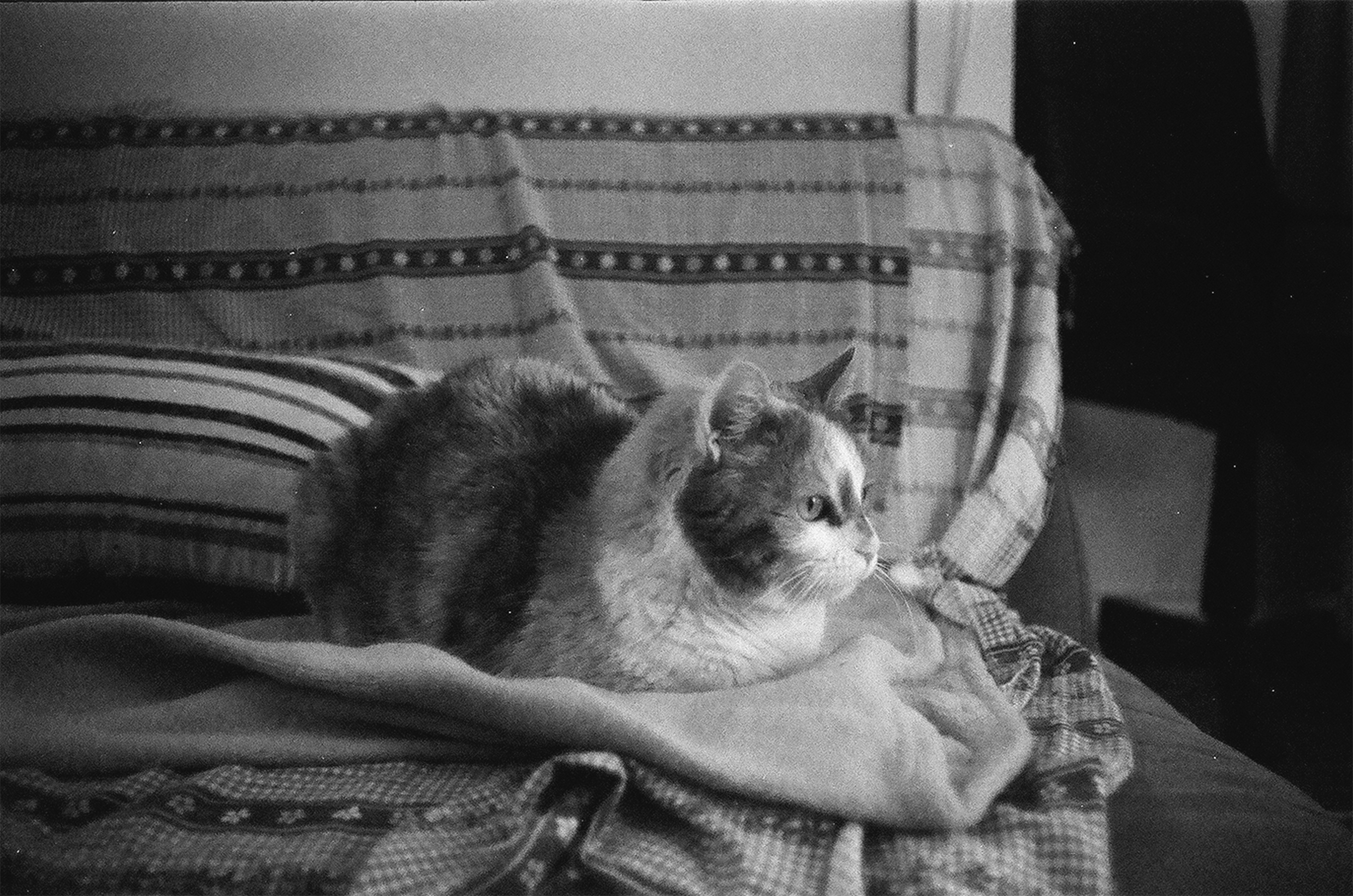 a cat is sitting on a blanket on a couch