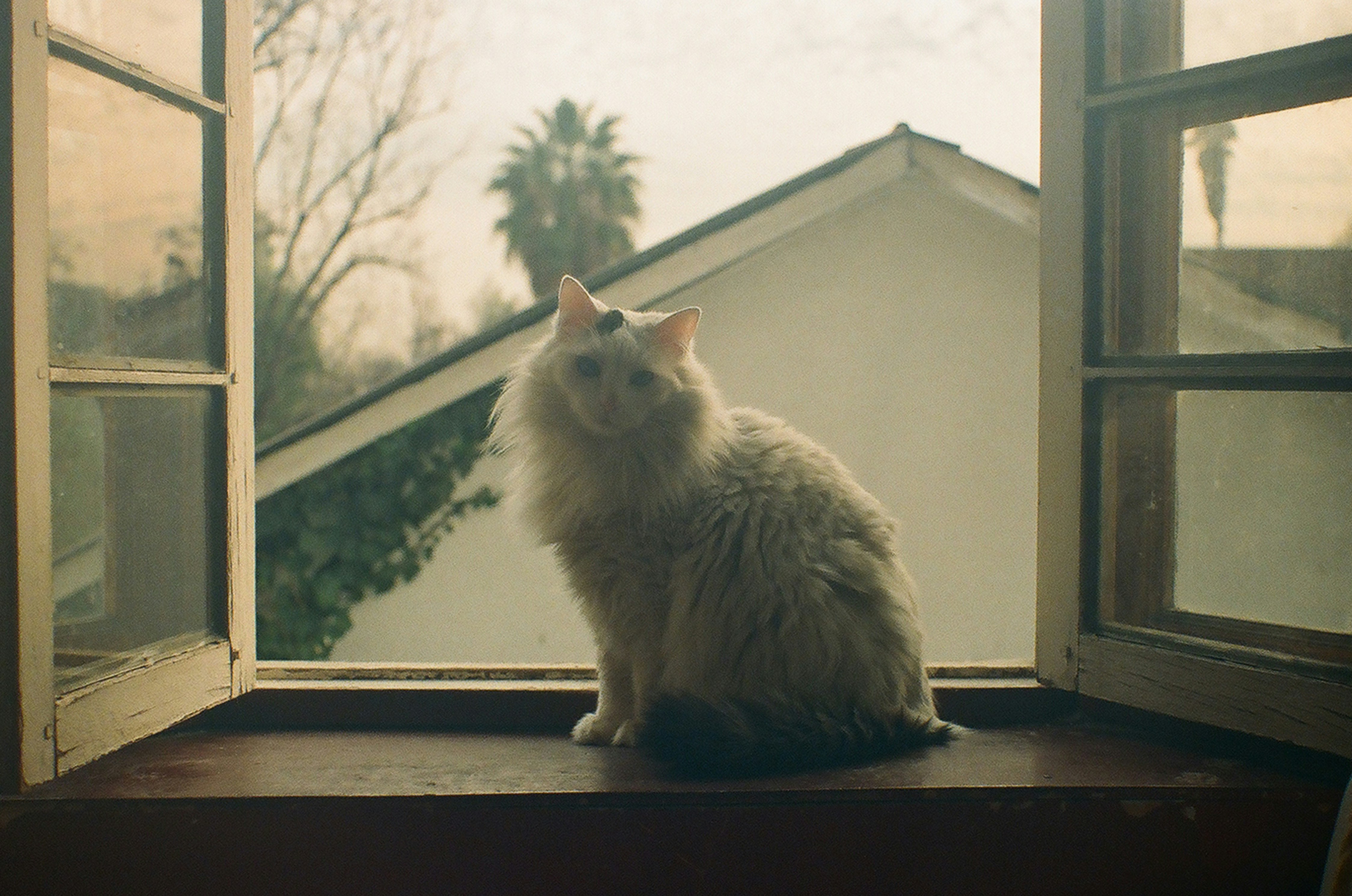 a white cat sitting on a window sill