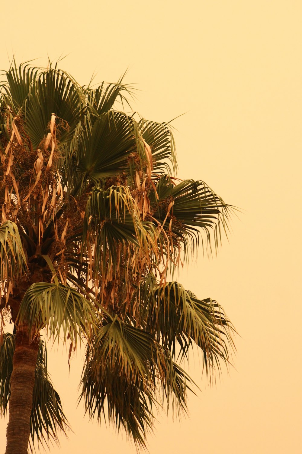 a palm tree with a yellow sky in the background