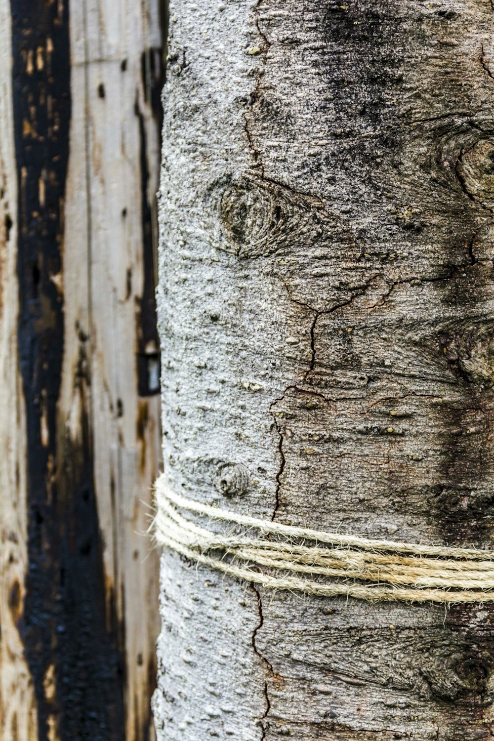 a close up of a tree with a rope on it