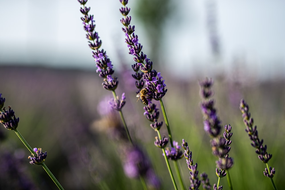 a bunch of lavender flowers in a field