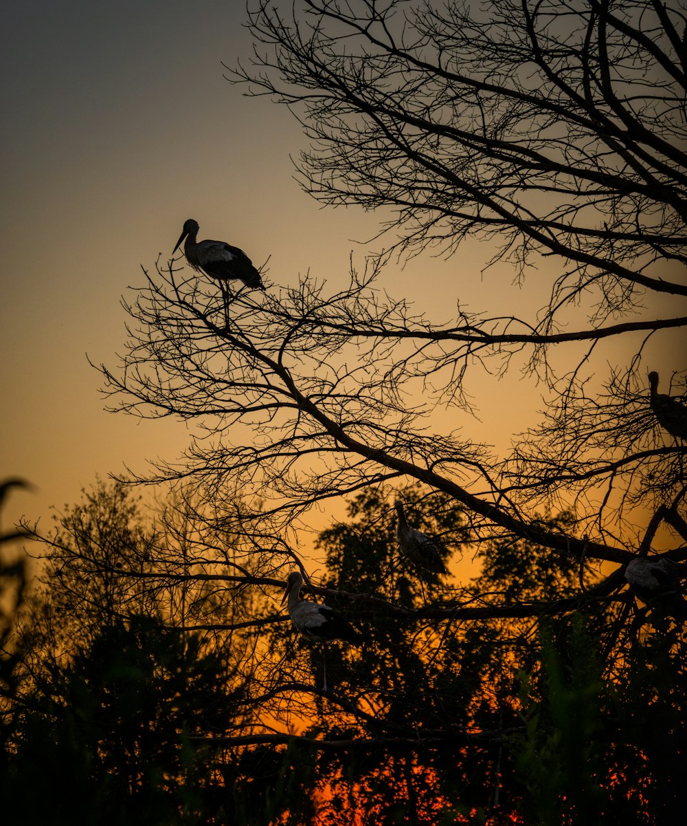 a flock of birds sitting on top of a tree branch