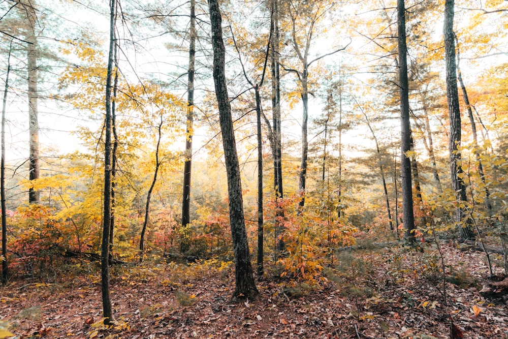 Ein Wald mit vielen Bäumen, die mit Blättern bedeckt sind