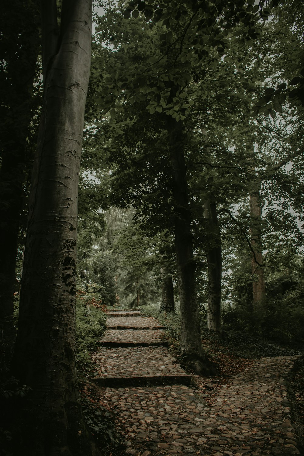 Ein Waldweg, der zu einigen Bäumen führt