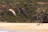 A bird with an orange beak and brown and white feathers flies over a sandy beach. In the background, people are relaxing on the sand near the edge of a rugged, rocky cliff covered with green vegetation.