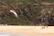 A bird with an orange beak and brown and white feathers flies over a sandy beach. In the background, people are relaxing on the sand near the edge of a rugged, rocky cliff covered with green vegetation.