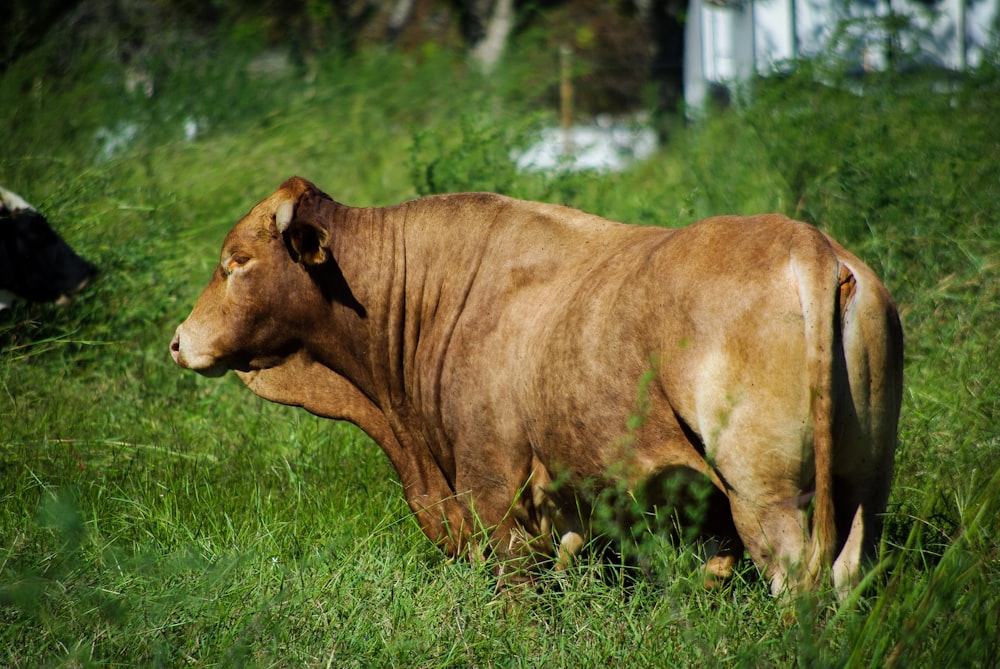 a brown cow standing on top of a lush green field