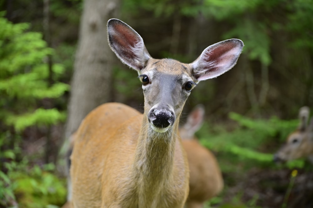 a close up of a deer looking at the camera