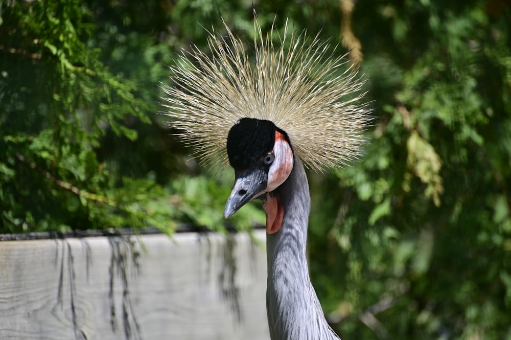 Un primer plano de un pájaro con un pelo muy largo