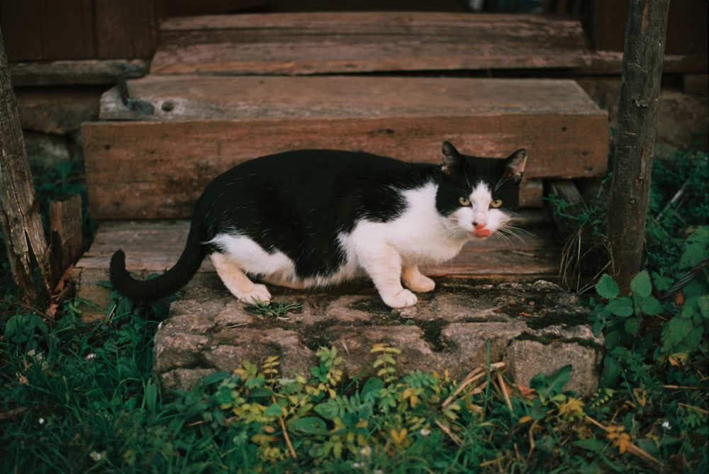 a black and white cat sitting on a stone step