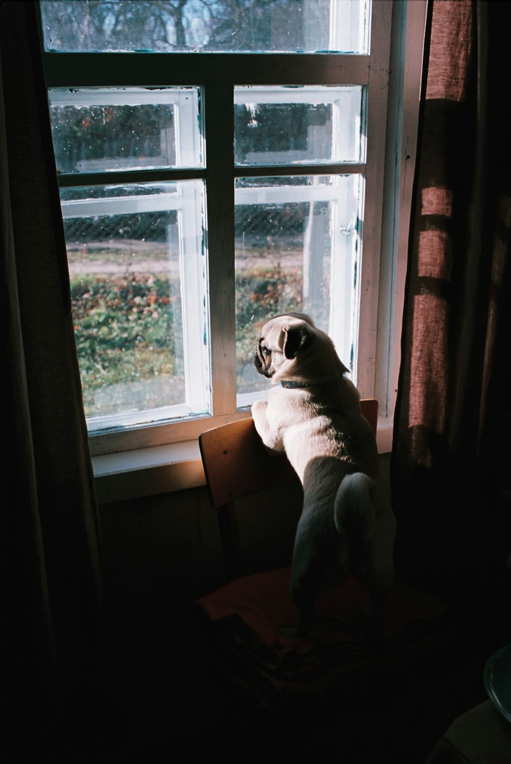 a dog sitting on a chair looking out a window