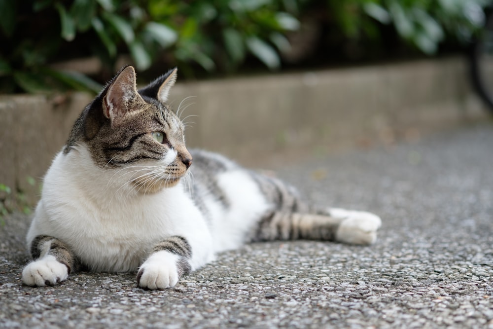 a cat laying on the ground next to a bike