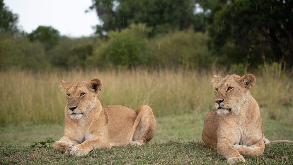 a couple of lions sitting on top of a lush green field