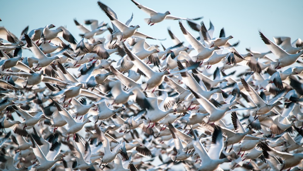 a large flock of seagulls flying in the sky
