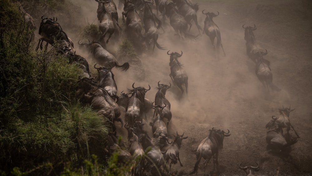 a herd of wildebeest running across a dirt field