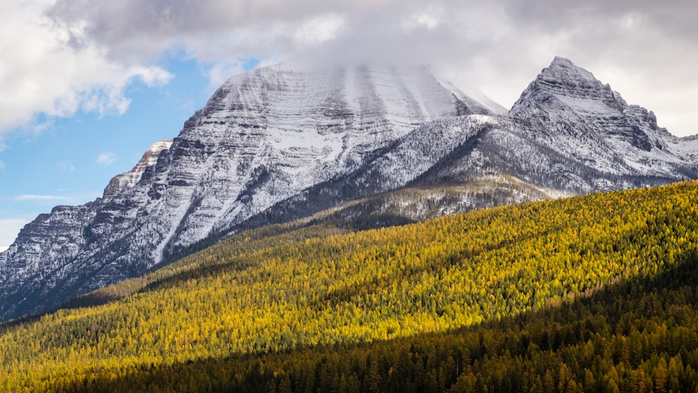 a large mountain with a forest below it