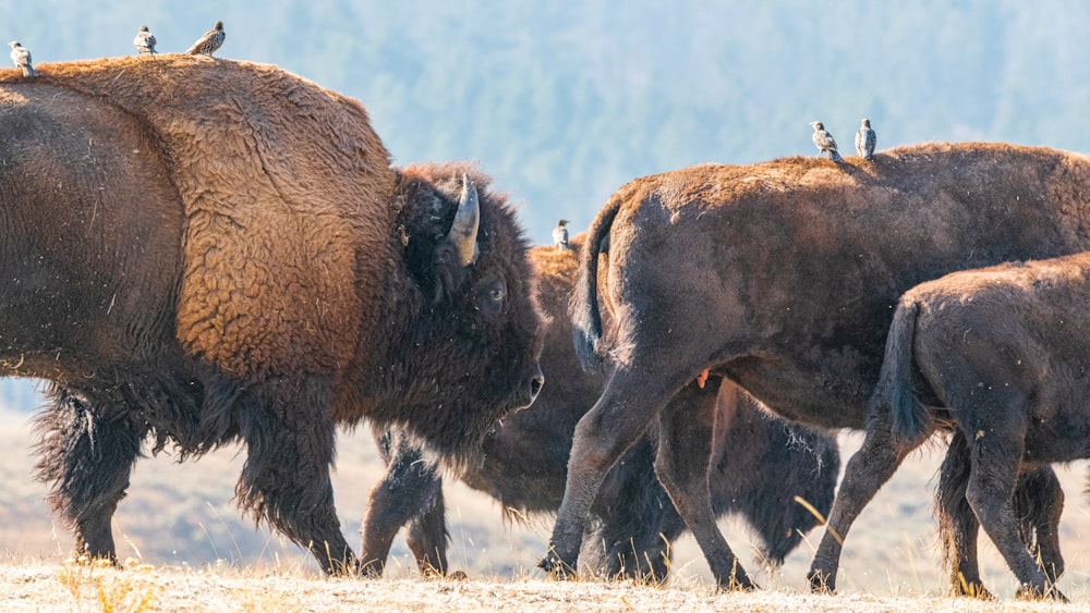 Una manada de bisontes de pie en la parte superior de un campo de hierba seca