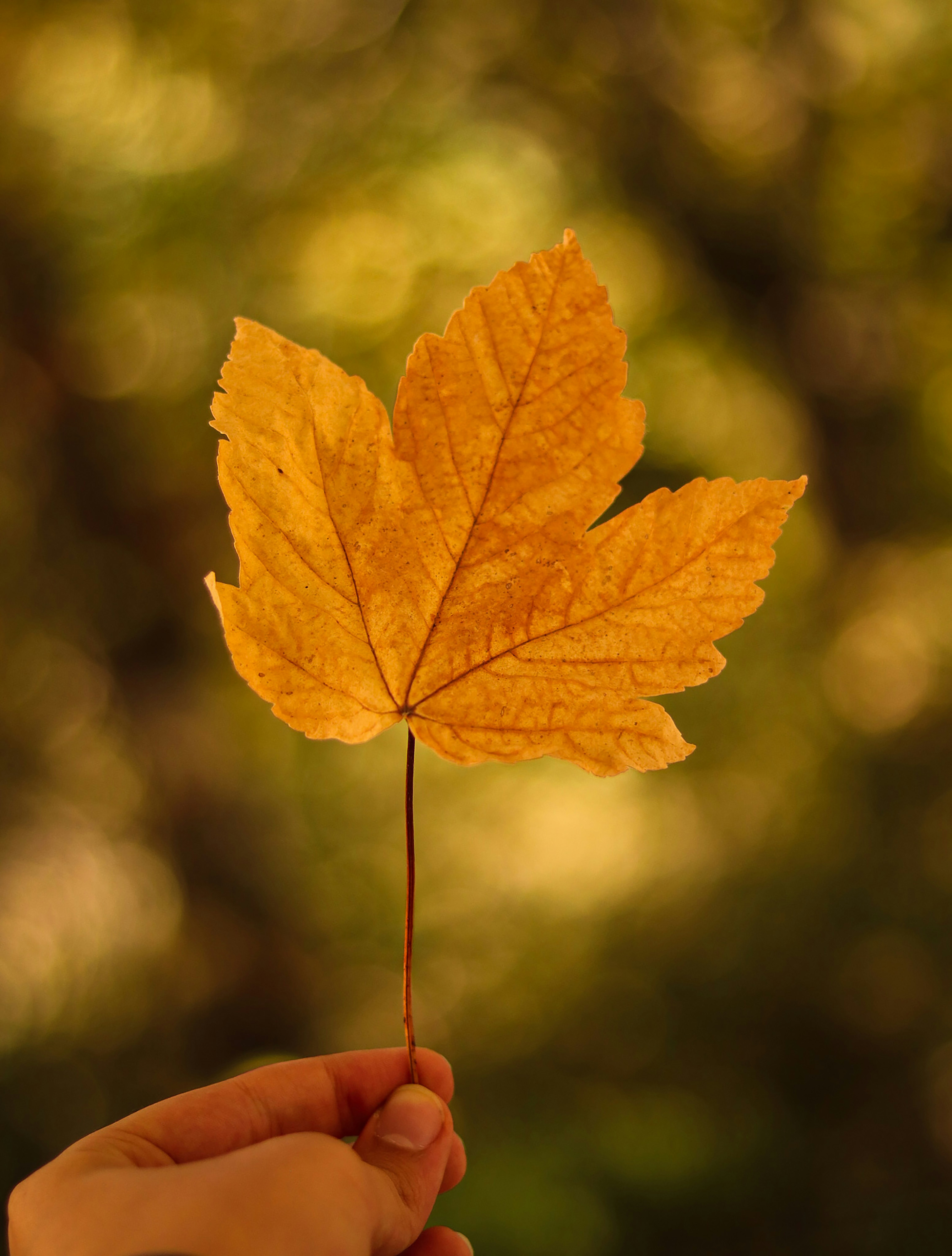 Photo by thehosseiin