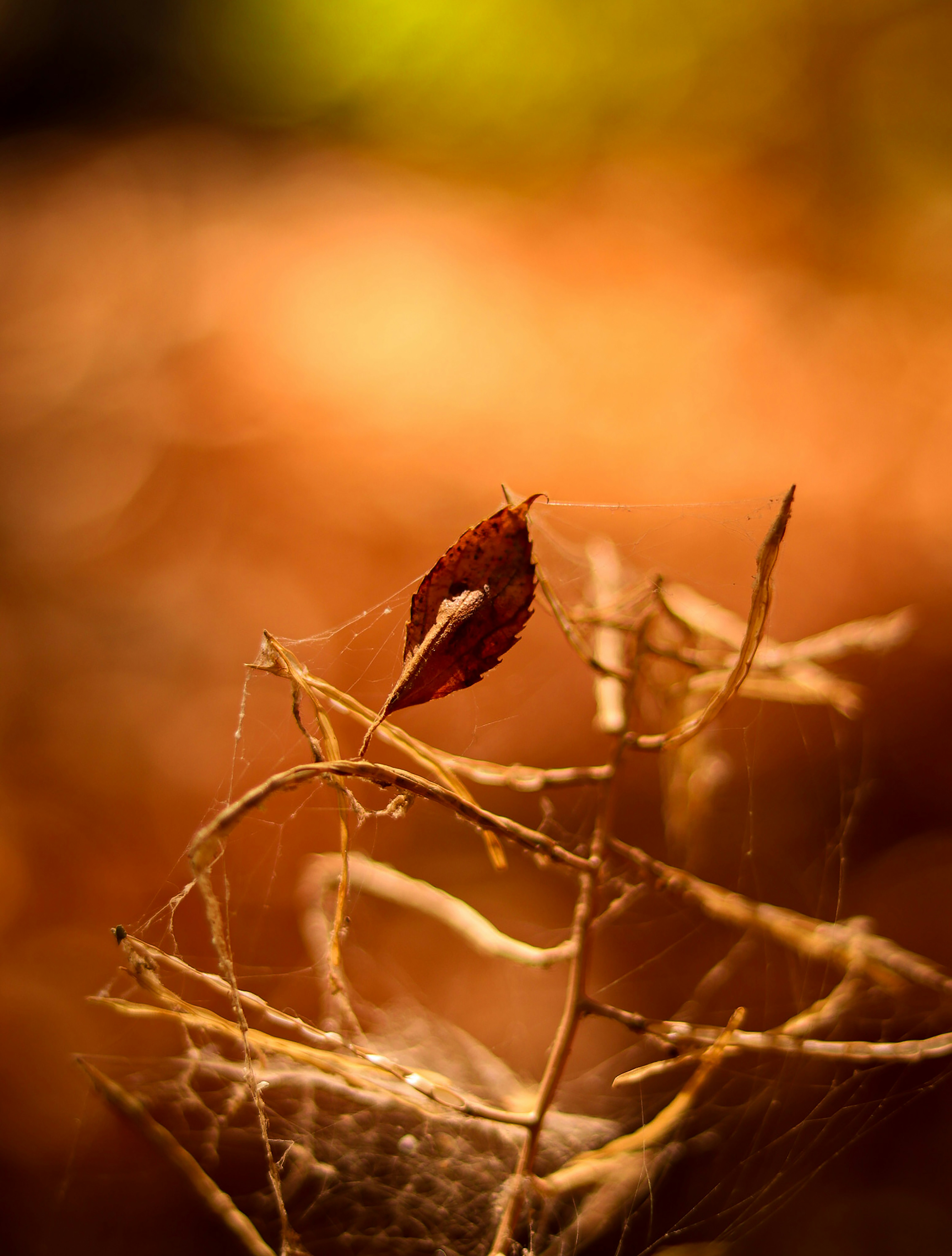 um close up de uma folha em um galho
