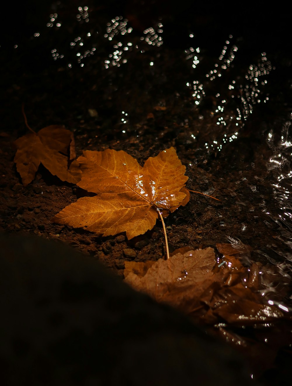 a leaf is laying on the ground in the dark